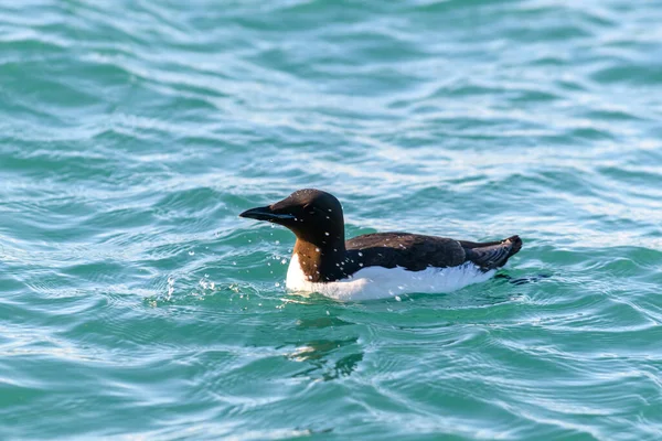 Guillemot Poolvogel Natuurlijke Habitat Archipel Franz Jozef Land — Stockfoto