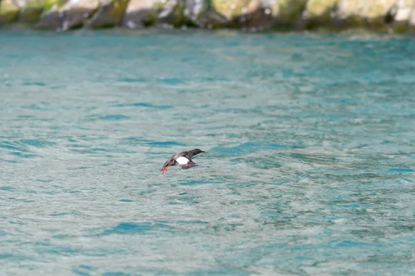 位于弗朗茨 乔泽夫群岛自然栖息地的黑金雀花 银雀花 北极鸟 — 图库照片