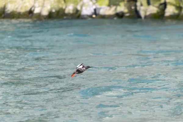 Guillemot Negro Cepphus Grylle Ave Ártica Hábitat Natural Archipiélago Franz — Foto de Stock