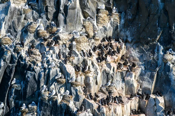 夏時間の北極の風景 フランツ ヨゼフ ランド諸島 フローラ岬 グケラ島 ルビニ岩 — ストック写真