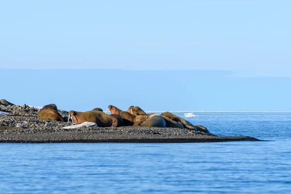 Walrus Familie Ligt Aan Kust Arctisch Landschap — Stockfoto