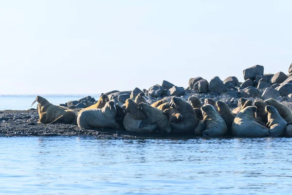 Famiglia Walrus Sdraiata Sulla Riva Paesaggio Artico — Foto Stock