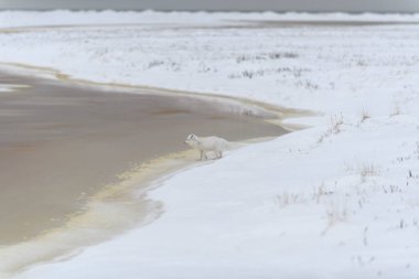 Kuzey Kutbu tilkisi (Vulpes Lagopus) Wilde Tundra 'da. Kumsalda kutup tilkisi.