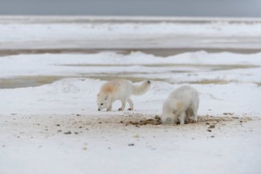 Kuzey Kutbu tilkileri kış zamanı tundrada savaşıyor. Beyaz kutup tilkisi agresif.