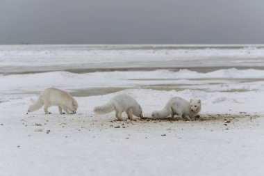 Kumsalda kar kazan vahşi kutup tilkisi. Tundra 'da yiyecek arayan beyaz kutup tilkisi.