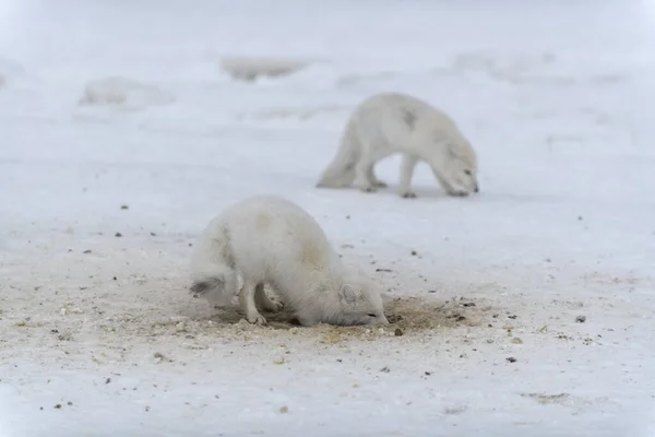 Dziki Lis Arktyczny Kopie Śnieg Plaży Biały Lis Arktyczny Szuka — Zdjęcie stockowe