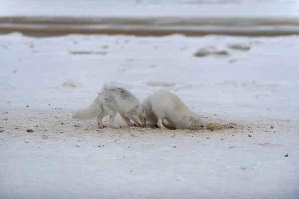 野生の北極キツネはビーチで雪を掘る 白北極キツネはツンドラで食べ物を探しています — ストック写真