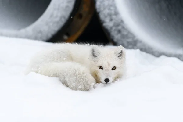 産業的背景を持つ野生のツンドラの北極キツネ Vulpes Lagopus — ストック写真