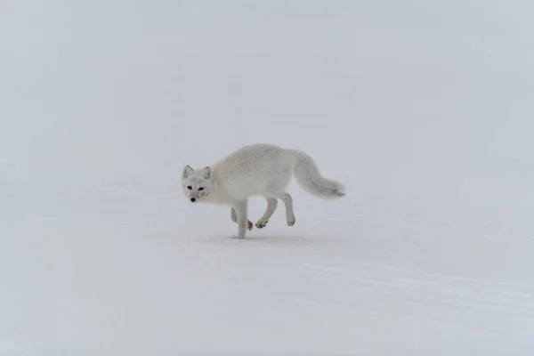 Αρκτική Αλεπού Χειμώνα Στη Σιβηρική Τούνδρα — Φωτογραφία Αρχείου