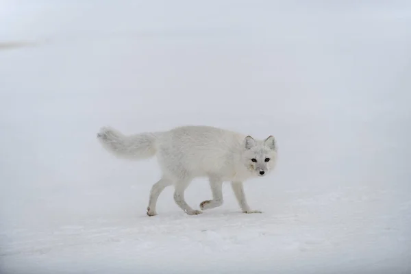 Arktisk Räv Vintern Sibirisk Tundra — Stockfoto