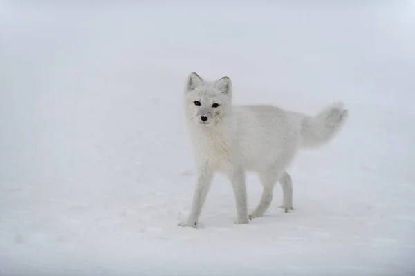 冬のツンドラで幸せな北極キツネ 面白い北極狐 — ストック写真