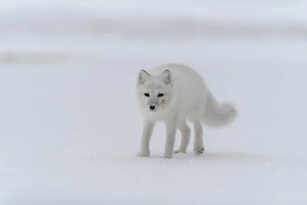 Arctic Fox Winter Time Siberian Tundra — Stock Photo, Image