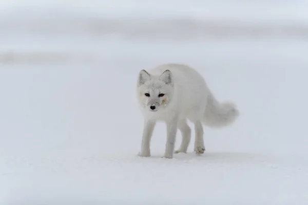 Zorro Ártico Invierno Tundra Siberiana —  Fotos de Stock