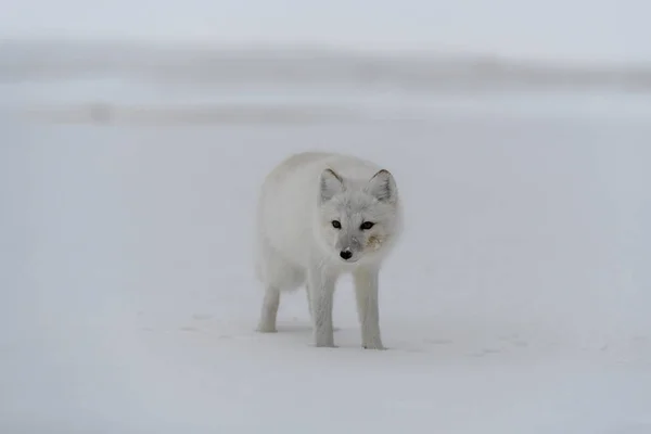 시베리아 툰드라에서 겨울을 — 스톡 사진