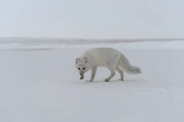 Lis Arktyczny Vulpes Lagopus Dzikiej Tundrze Lis Polarny Plaży — Zdjęcie stockowe