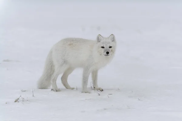 Arktisk Räv Vintern Sibirisk Tundra — Stockfoto