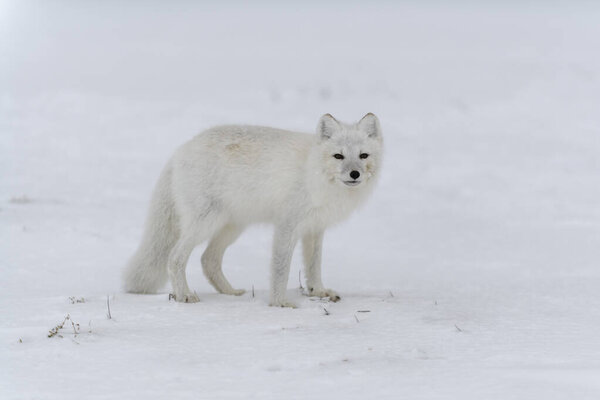 Arctic fox in winter time in Siberian tundra