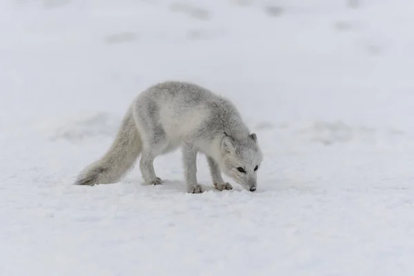 Jonge Poolvos Wintertoendra Grijze Poolvos Puppy — Stockfoto