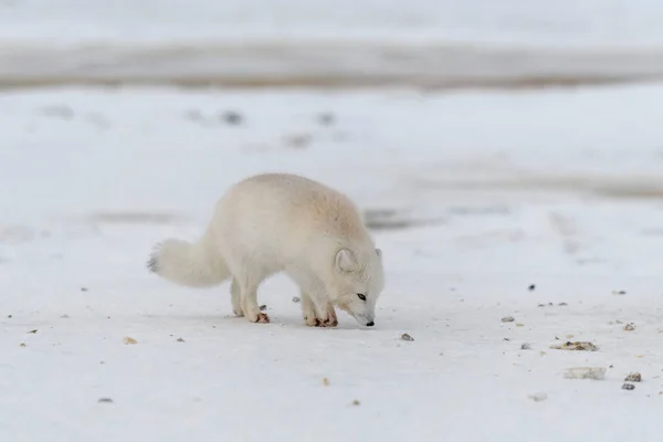 Raposa Ártica Tempo Inverno Tundra Siberiana — Fotografia de Stock