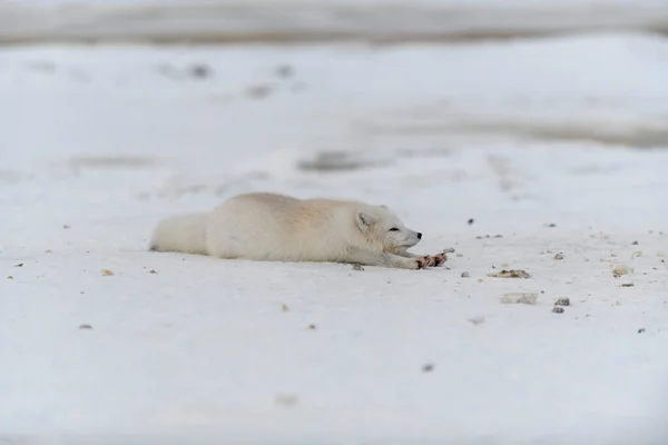 Volpe Artica Inverno Nella Tundra Siberiana — Foto Stock