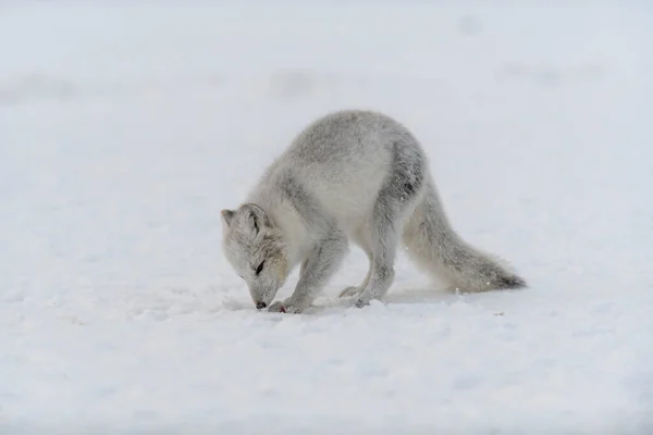 Giovane Volpe Artica Nella Tundra Invernale Cucciolo Volpe Artica Grigia — Foto Stock