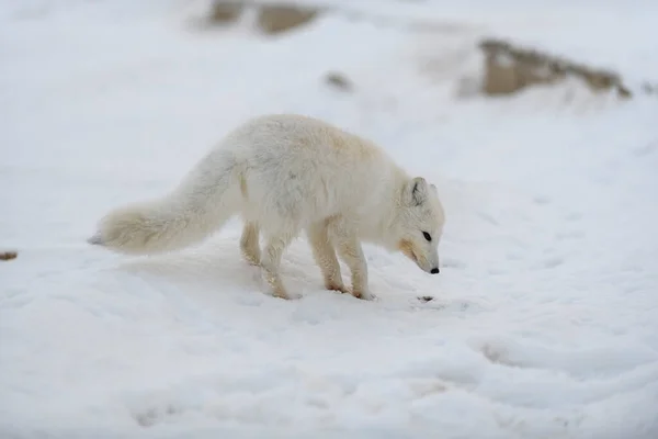 Polarfuchs Winter Der Sibirischen Tundra — Stockfoto