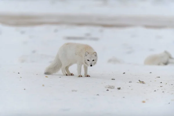 Raposa Ártica Tempo Inverno Tundra Siberiana — Fotografia de Stock