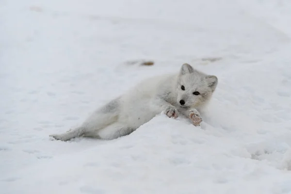 Jeune Renard Arctique Dans Toundra Hivernale Chiot Renard Arctique Gris — Photo