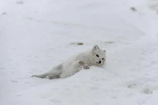冬季冻土带里的年轻的北极狐狸 灰北极狐狸小狗 — 图库照片