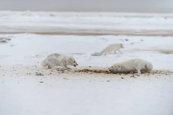 Dzikie Lisy Arktyczne Walczące Tundrze Zimą Biały Lis Arktyczny Agresywny — Zdjęcie stockowe