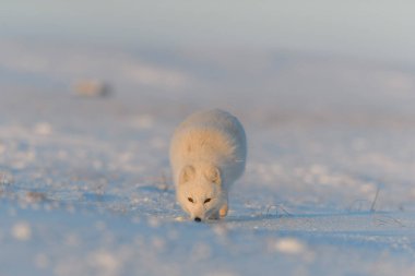 Kuzey Kutbu tilkisi (Vulpes Lagopus) gün batımında tundrada. Altın saat.