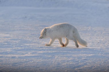 Kuzey Kutbu tilkisi (Vulpes Lagopus) gün batımında tundrada. Altın saat.