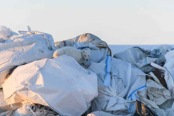 Arctic foxex looking for food in garbage in winter time. Dump in tundra.