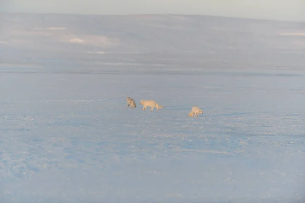 Pack of arctic foxes (Vulpes Lagopus) in wilde tundra.