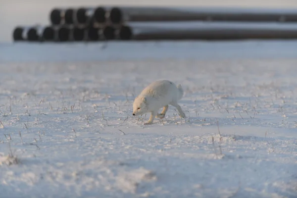 Renard Arctique Vulpes Lagopus Hiver Dans Toundra Origine Industrielle — Photo