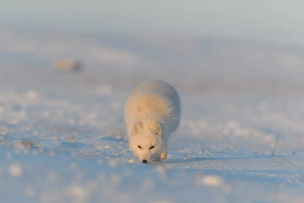 Arctische Vos Vulpes Lagopus Wilde Toendra Bij Zonsondergang Gouden Uur — Stockfoto