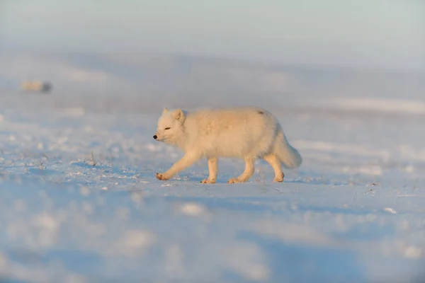 Raposa Ártica Vulpes Lagopus Tundra Selvagem Pôr Sol Hora Ouro — Fotografia de Stock