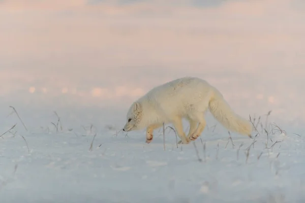 Renard Arctique Vulpes Lagopus Dans Toundra Sauvage Coucher Soleil Heure — Photo