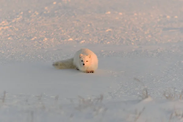 Polarfuchs Vulpes Lagopus Der Wilden Tundra Bei Sonnenuntergang Goldene Stunde — Stockfoto