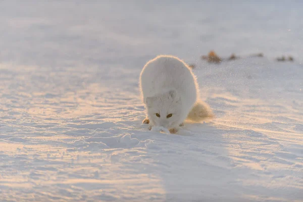 Raposa Ártica Vulpes Lagopus Tundra Selvagem Pôr Sol Hora Ouro — Fotografia de Stock