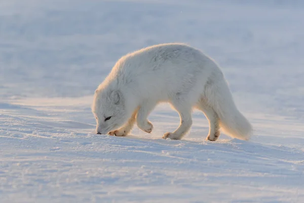 Arctische Vos Vulpes Lagopus Wilde Toendra Bij Zonsondergang Gouden Uur — Stockfoto