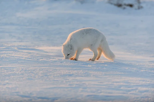 Zorro Ártico Vulpes Lagopus Tundra Salvaje Atardecer Hora Dorada — Foto de Stock