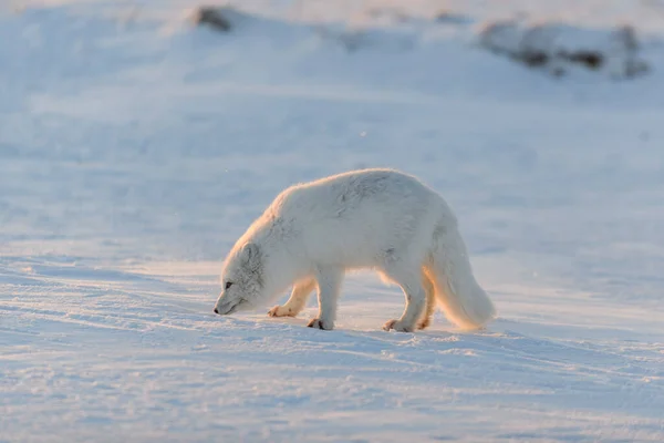 Raposa Ártica Vulpes Lagopus Tundra Selvagem Pôr Sol Hora Ouro — Fotografia de Stock