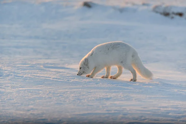 Polarfuchs Vulpes Lagopus Der Wilden Tundra Bei Sonnenuntergang Goldene Stunde — Stockfoto