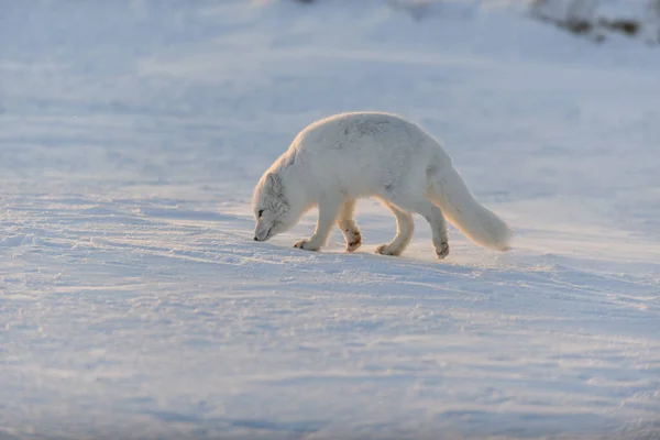 Sarki Róka Vulpes Lagopus Wilde Tundrán Naplementekor Arany Óra — Stock Fotó