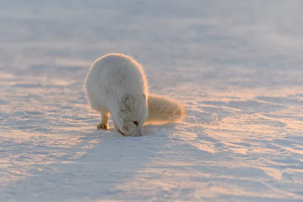 Raposa Ártica Vulpes Lagopus Tundra Selvagem Pôr Sol Hora Ouro — Fotografia de Stock