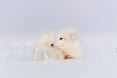 Kuzey Kutbu tilkisi (Vulpes Lagopus) Wilde Tundra 'da. Kutup tilkisi yalan söylüyor. Tundra 'da uyumak.