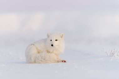 Kuzey Kutbu tilkisi (Vulpes Lagopus) Wilde Tundra 'da. Kutup tilkisi yalan söylüyor. Tundra 'da uyumak.