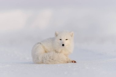 Kuzey Kutbu tilkisi (Vulpes Lagopus) Wilde Tundra 'da. Kutup tilkisi yalan söylüyor. Tundra 'da uyumak.
