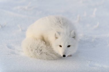 Kuzey Kutbu tilkisi (Vulpes Lagopus) Wilde Tundra 'da. Kutup tilkisi yalan söylüyor. Tundra 'da uyumak.